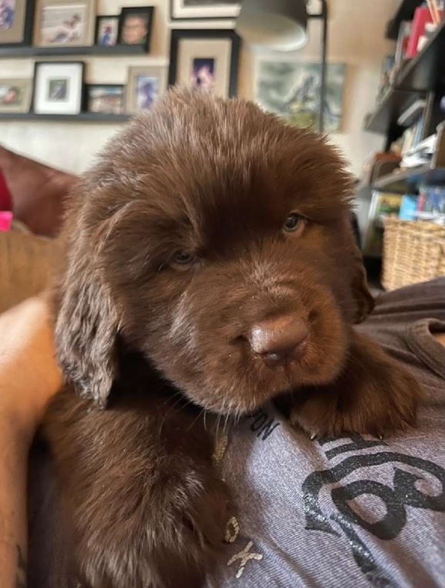 Furry and Fluffy Brown Newfoundland Puppies | Locozuna