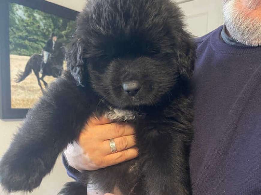 Furry and Fluffy Brown Newfoundland Puppies | Locozuna